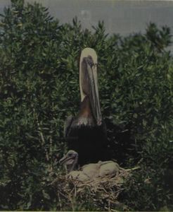 Image of Pelican in Nest