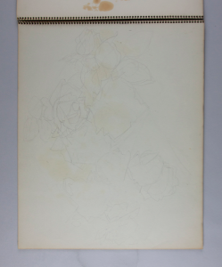Image of Sketch of Magnolias and Roses