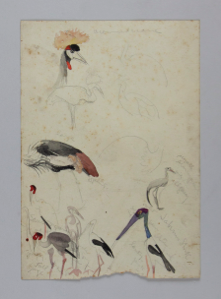 Image of Watercolor Sketches of Cranes