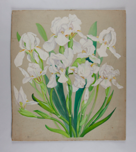 Image of Floral Study (white Iris)