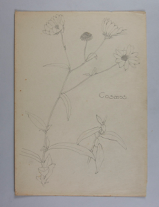 Image of Untitled (Plant Study, Cosmos)