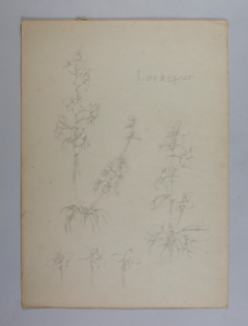Image of Untitled (Plant Study, Larkspur)