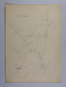 Image of Untitled (Plant Study, Althea)