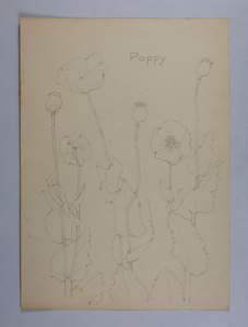 Image of Untitled (Plant Study, Poppy)