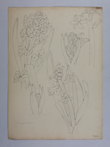 Image of Untitled (Plant Study, Hyacinth)