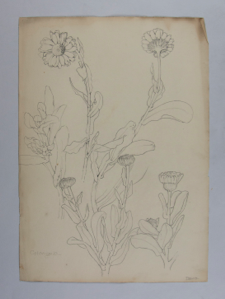 Image of Untitled (Plant Study, Calangela)