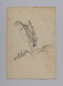 Image of Untitled (Plant Study) (Two-sided, recto & verso)