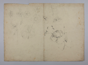 Image of Untitled (Floral Study) (Two-sided, recto & verso)