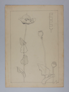 Image of Untitled (Plant Study, Poppy)