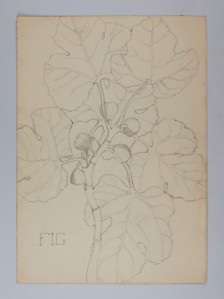 Image of Untitled (Plant Study, Fig)