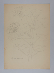 Image of Untitled (Plant Study, Geranium)