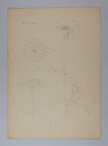 Image of Untitled (Plant Study, Zenia)