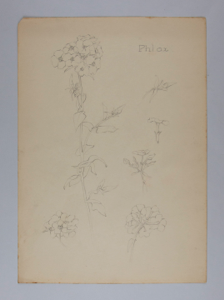 Image of Untitled (Plant Study, Phlox)