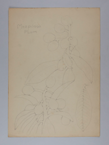 Image of Untitled (Plant Study, Mespilous Plum)