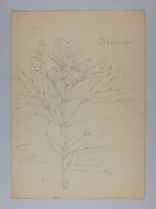 Image of Untitled (Plant Study, Oleander)