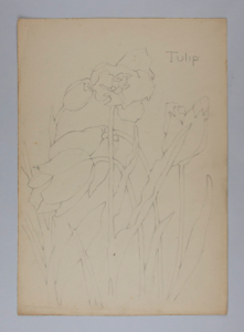 Image of Untitled (Plant Study, Tulip)