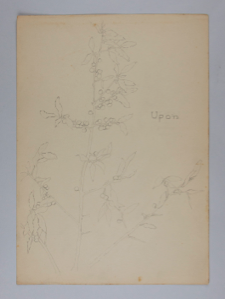 Image of Untitled (Plant Study, Upon)