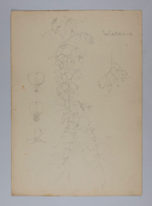 Image of Untitled (Plant Study, Wisteria)
