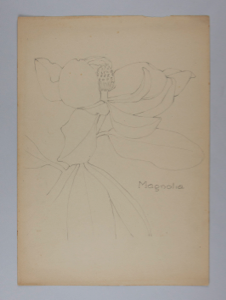 Image of Untitled (Plant Study, Magnolia)