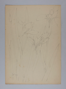 Image of Untitled (Plant Study, Iris)