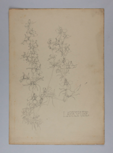Image of Untitled (Plant Study, Larkspur)