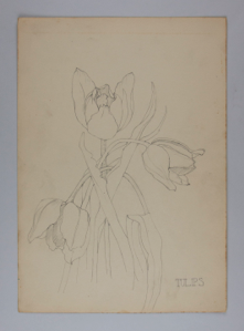 Image of Untitled (Plant Study, Tulips)