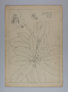 Image of Untitled (Plant Study, Japineese [sic] Plum)