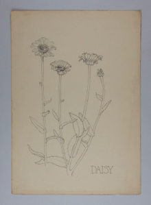 Image of Untitled (Plant Study, Daisy)