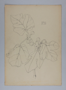 Image of Untitled (Plant Study)