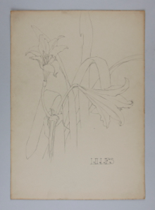 Image of Untitled (Plant Study, Lillies)