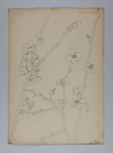 Image of Untitled (Plant Study, Japanese Quince)