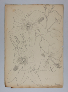 Image of Untitled (Plant Study, Hybiscus)