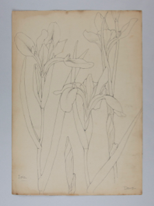 Image of Untitled (Plant Study, Iris)