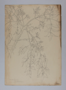 Image of Untitled (Plant Study, China Berry Blossom)