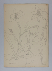 Image of Untitled (Plant Study, Day Lilies)