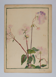 Image of Watercolor of Plants