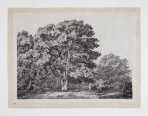 Image of A Forest Scene
