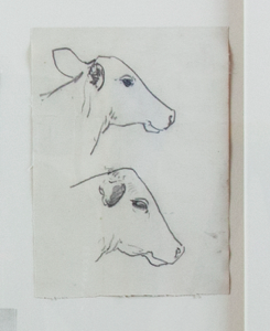 Image of Untitled (study of cows)