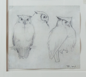 Image of Untitled (study of owls)