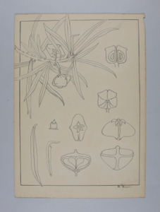 Image of Unknown, (floral study)