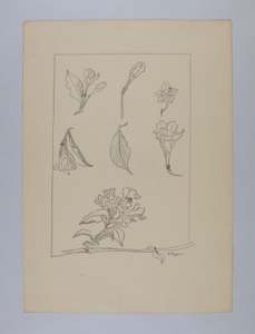 Image of Unknown, (flower parts)