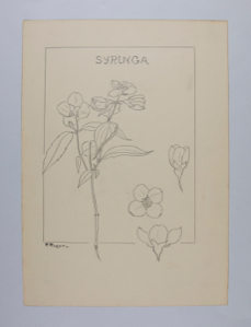 Image of Syringa