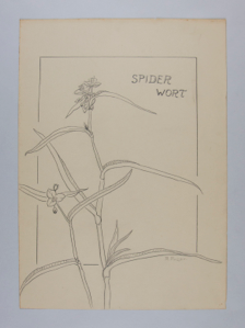 Image of Spider Wort