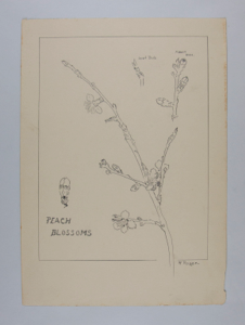 Image of Peach Blossoms