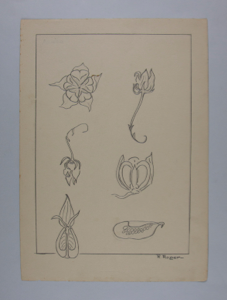 Image of Untitled, (study – flower parts)