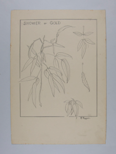 Image of Shower of Gold