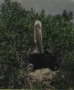 Image of Pelican in Nest