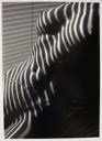 Image of Zebra Nude, New York