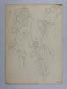 Image of Untitled (Plant Study, Hyacinth)