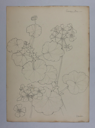 Image of Untitled (Plant Study, Geranium)